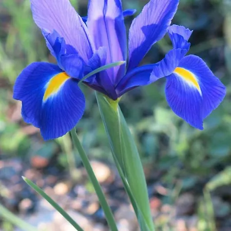 Apartamento Iris *
